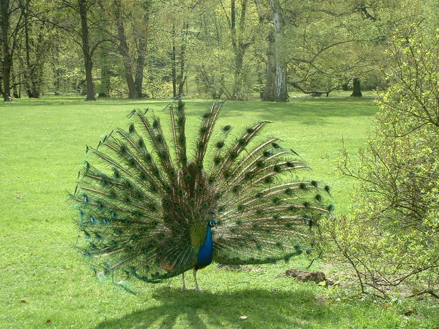 ... i jak sobie moge postawic... ogon! 